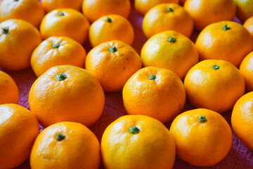 みかん狩りで収穫してきた沢山のみかん