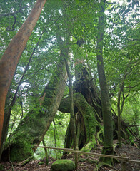 Giant old Yakusugi cedar tree and rare endemic himishara or stewartia orange tree in mystical green Yakushima forest
