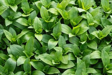 carpet of green leaves ,  nature background