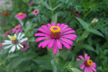 Fototapeta premium Sunny summer day.In a flower bed in a large number various zinnias grow and blossom.