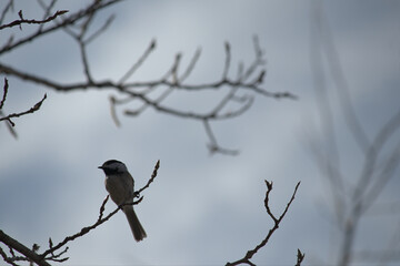 bird on a branch