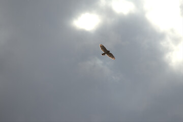 Turkey vulture flying in the sky against a bright sun