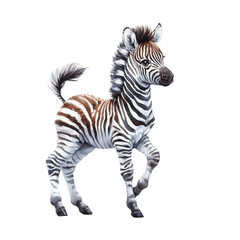Fototapeta premium Black and white striped zebra standing alone (isolated) on a white background