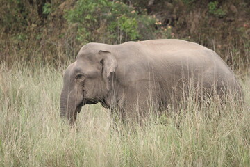 Wild Elephant in jungle