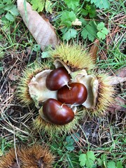 chestnuts