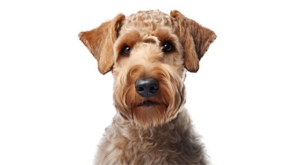 Close up face of a Welsh terrier dog, isolated on white background