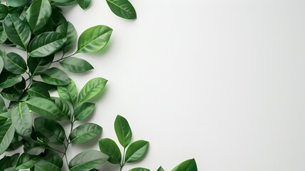 Fototapeta premium A minimalistic flat lay of green leaves on a white background, creating an elegant and natural frame for text or images. with copy space