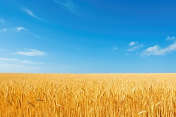Vast golden wheat field under blue sky