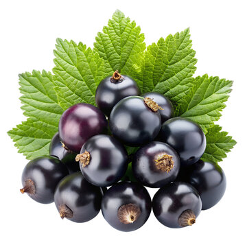 recommend clip art: blackcurrant isolated on transparent background. AI Generative