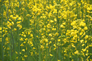 Mustard flower field is full blooming, yellow mustard field landscape industry of agriculture, mustard flowers closeup photo