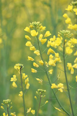Mustard flower field is full blooming, yellow mustard field landscape industry of agriculture, mustard flowers closeup photo