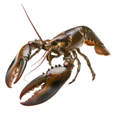 side view of lobster transparent isolated on white png