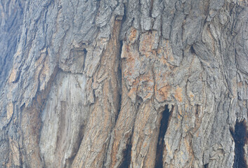 Old tree texture. Bark pattern, For background wood work, Bark of brown hardwood, thick bark hardwood, residential house wood. nature, tree, bark, hardwood, trunk, tree , tree trunk close up texture