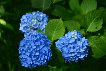 ブルーの紫陽花2
