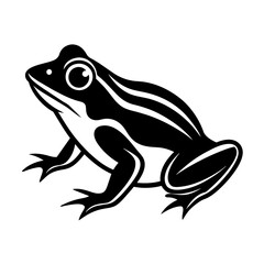 frog on white background