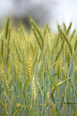 Green wheat field close up image, Green Wheat whistle, Wheat bran fields, agriculture, wheat field Pakistan, closeup of green cereal field