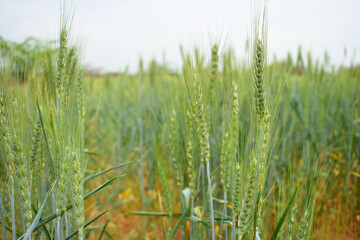 Green wheat field close up image, Green Wheat whistle, Wheat bran fields, agriculture, wheat field Pakistan, closeup of green cereal field