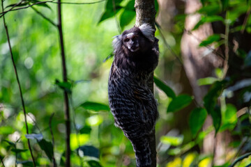 Sagui-de-tufo-branco, sagui-do-nordeste, mico-estrela ou sagui-comum	
