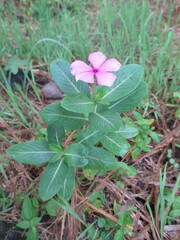 purple ornamental flowers that bloom in the morning