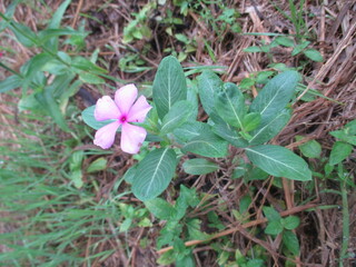 purple ornamental flowers that bloom in the morning