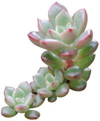 lilacina cactus