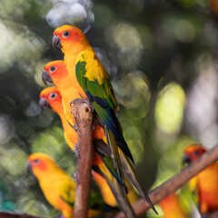 Colorful Birds: A red and yellow sun conure, a red and green parrot, and a red and green sun conure