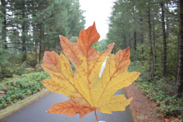Large Maple Leaf on pathway 