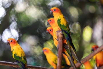 red and yellow sun conure