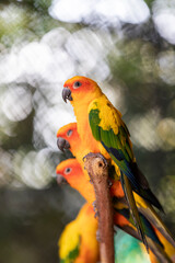 parrot on a branch ,red and yellow sun conure