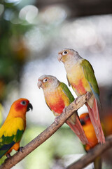 pair of parrots ,green cheek conure