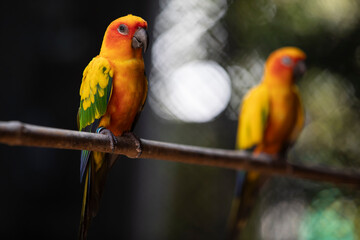 two parrots on a branch,red and yellow sun conure