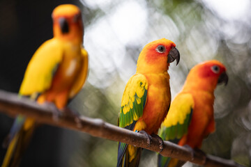 parrot on a tree ,red and yellow sun conure