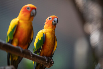 two parrots ,sun conure, on a branch