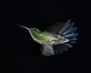 Saucerottia saucerottei