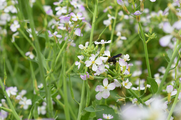 Radish Flower. small Radish blossom flowers. Closeup colorful radish flower with green leaves in the spring, spring blossom