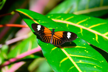  A Heliconius melpomene aglaope or Postman Butterfly at a Botanical Gardens Exhibit in Grand Rapids, Michigan.