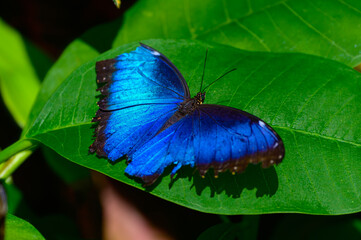 A Common Blue Morpho Butterfly at a Botanical Gardens Exhibit in Grand Rapids, Michigan.