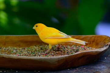 An Island Canary at a Botanical Gardens in Grand Rapids, Michigan. - obrazy, fototapety, plakaty