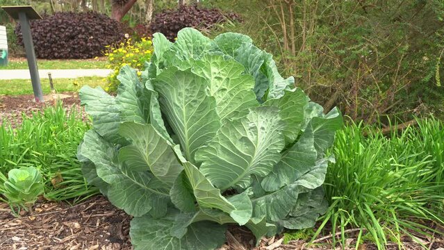 Big cabbage leaves drumhead green crinkled variety cruciferous vegetable