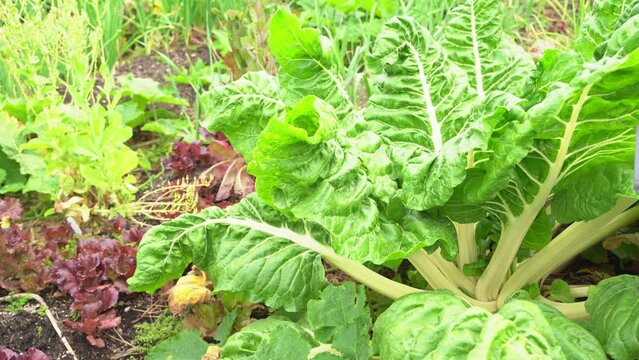 Wind blowing Huge cabbage leaves drumhead green crinkled variety cruciferous vegetable