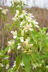 A green Plant of Justicia adhatoda vasica or malabar nut plant in selective focus and background blur, the white Justicia adhatoda blossom in spring, Chakwal, Punjab, Pakistan