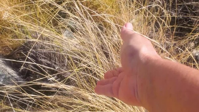 Woman hand touch dry grass with fingers in tropical arid mountain, close up