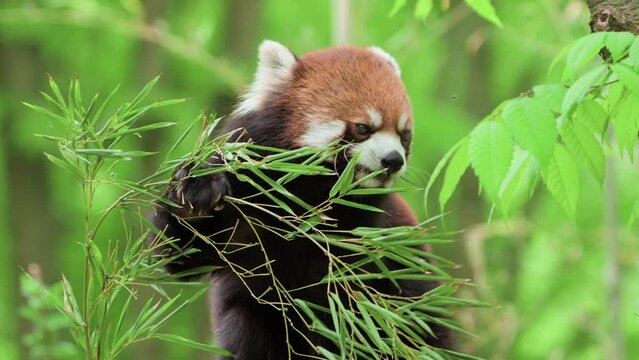 Red Panda Eating Bamboo Leaves - close-up portrait