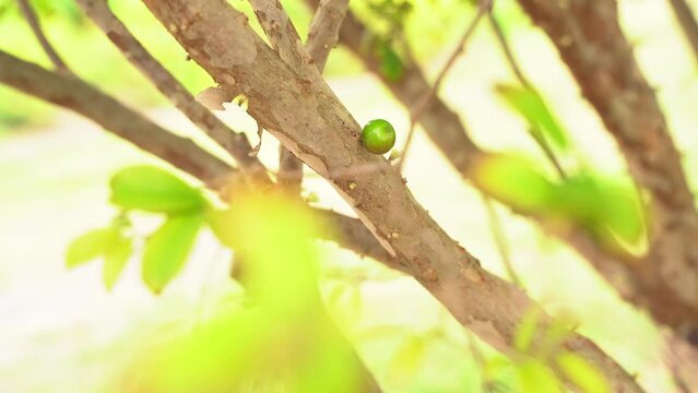 Nice close up shot of a Jaboticaba young tree with flowers starting to bloom in season fruit Plinian grapelike