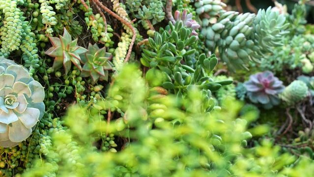 Rack focus pulling shot capturing a variation of hybrid succulents species in the garden.