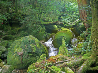 Hiking in Yakushima green mystical forest with trees and big boulders covered with moss