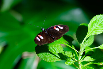 Heliconius Melpomene Plesseni or Postman Butterfly at a Botanical Gardens Exhibit in Grand Rapids, Michigan.