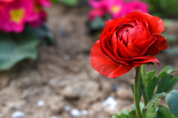 Beautiful red ranunculus flower growing in an outdoor flower garden. ranunculus flower closeup, red...