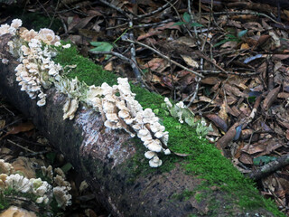 Bunch of white wood fungus wild mushrooms on dead rotten tree covered with moss in the forest,...