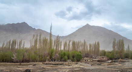 Panoramic view of camping sites in Leh, Ladakh. Landscape view of rocky land and apricot trees...
